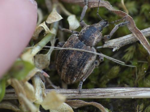 Hyperinae